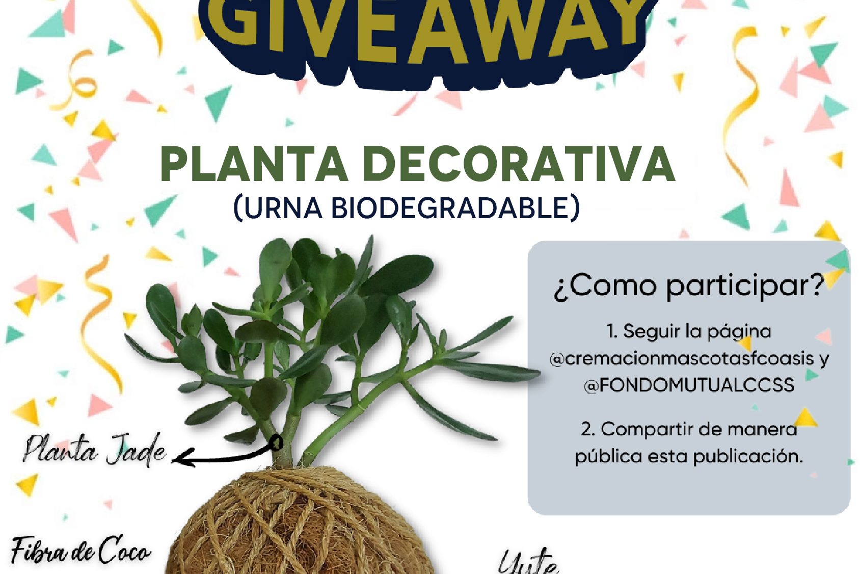 Dinámica comercial: Give Away Planta Decorativa